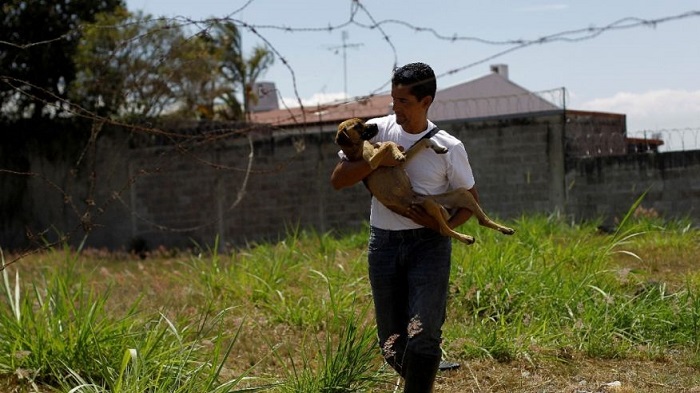 Dogs were domesticated twice, new DNA research shows